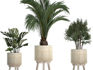 collection of exotic plants in white pots 427 3Dモデル