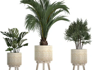 collection of exotic plants in white pots 427 3D Model