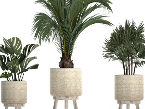 collection of exotic plants in white pots 427 3D Model