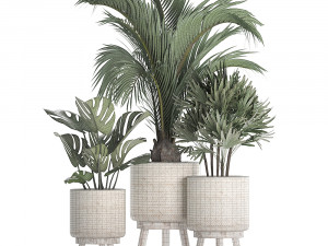 collection of exotic plants in white pots 427 3Dモデル