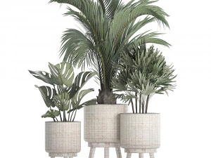 collection of exotic plants in white pots 427 3D Model