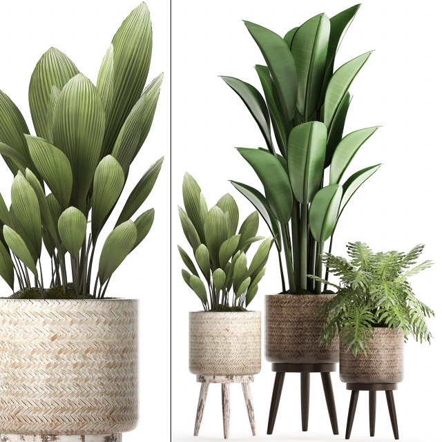 collection of exotic plants 428 Model 3D .c4d .max .obj .3ds .fbx .stl .blend 