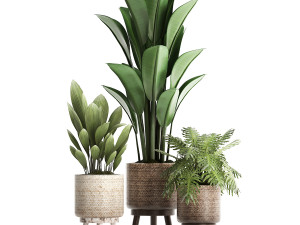 collection of exotic plants 428 Model 3D
