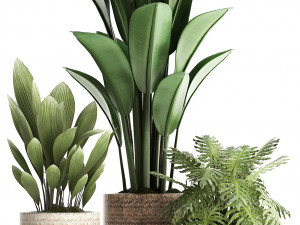 collection of exotic plants 428 Model 3D