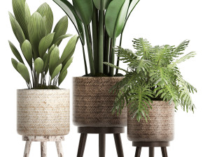 collection of exotic plants 428 Model 3D