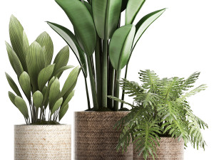 collection of exotic plants 428 Model 3D