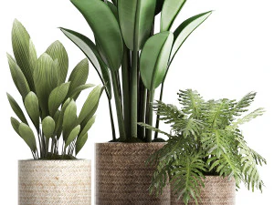 colecci&oacute;n de plantas ex&oacute;ticas 428 Modelo 3D