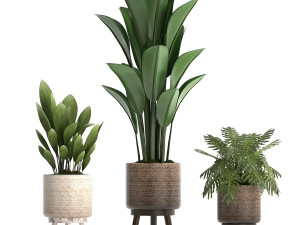 collection of exotic plants 428 Model 3D