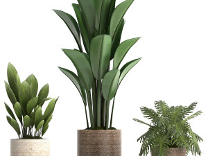 collection of exotic plants 428 Model 3D