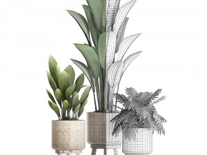collection of exotic plants 428 Model 3D