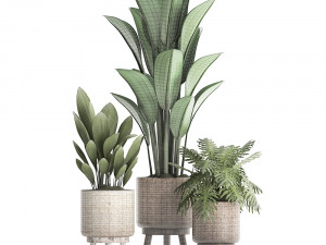 collection of exotic plants 428 Model 3D