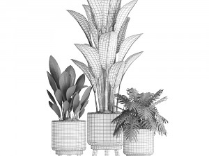 collection of exotic plants 428 Model 3D