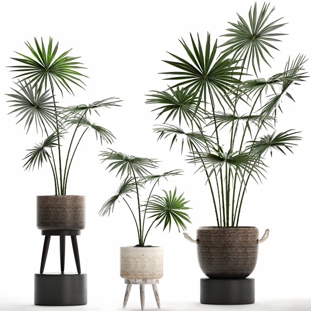 collection of palm trees for the interior 429 3D Modell .c4d .max .obj .3ds .fbx .stl .blend 