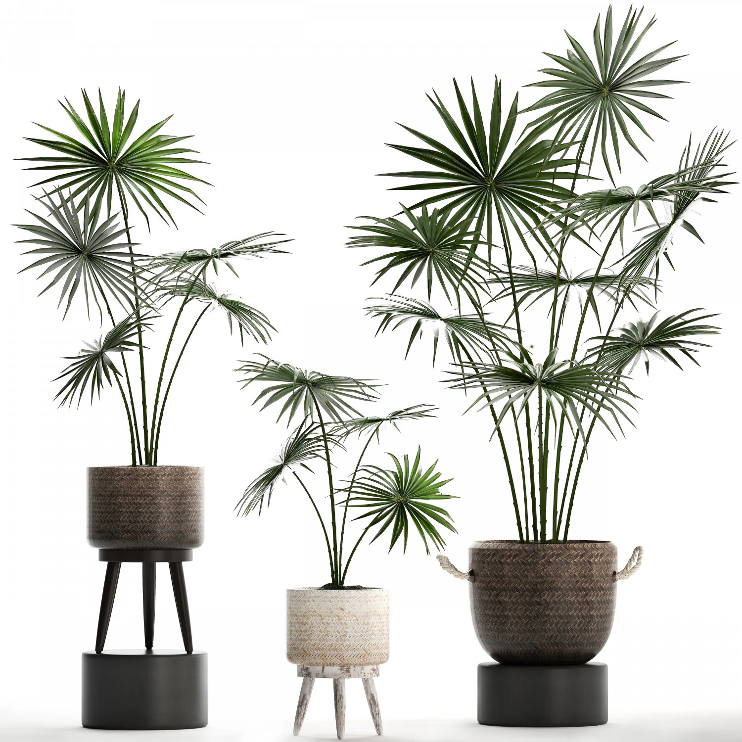 collection of palm trees for the interior 429 3D Model .c4d .max .obj .3ds .fbx .stl .blend 