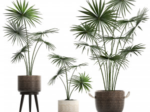 collection of palm trees for the interior 429 3D Модель
