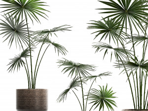 collection of palm trees for the interior 429 3D Modell