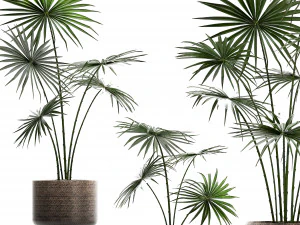collection of palm trees for the interior 429 3D Model
