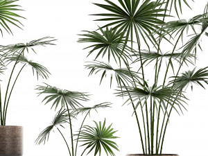 collection of palm trees for the interior 429 3D Modell