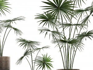 collection of palm trees for the interior 429 3D Model