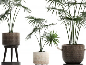 collection of palm trees for the interior 429 3D Model