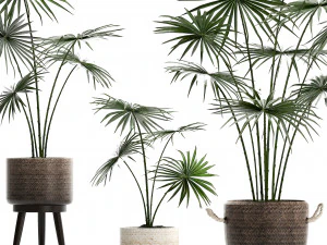 collection of palm trees for the interior 429 3D Model