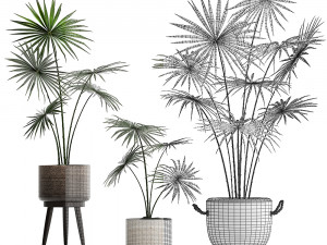 collection of palm trees for the interior 429 3D Modell