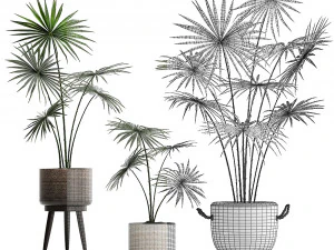 collection of palm trees for the interior 429 3D Model
