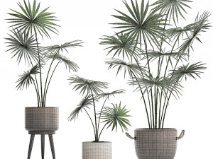 collection of palm trees for the interior 429 3D Modell