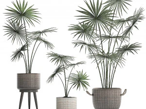 collection of palm trees for the interior 429 3D Model