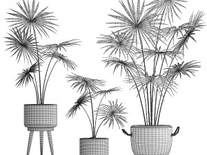 collection of palm trees for the interior 429 3D Modell