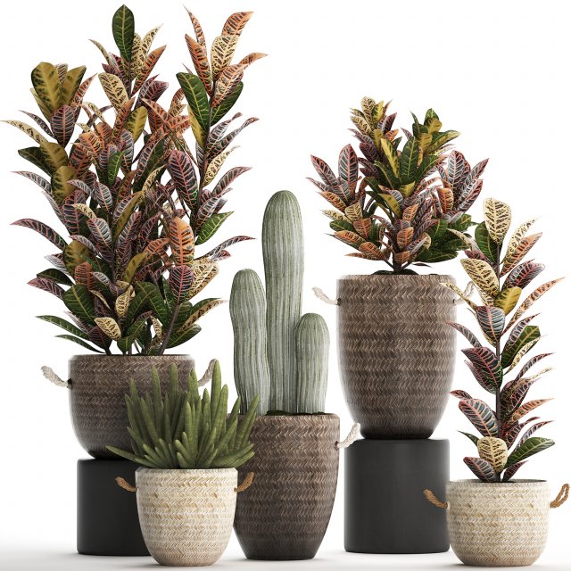 collection of exotic plants croton 430 Modelo 3D .c4d .max .obj .3ds .fbx .stl .blend 