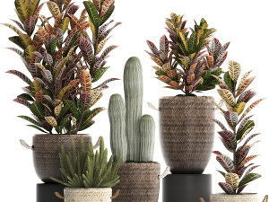 collection of exotic plants croton 430 3D Model