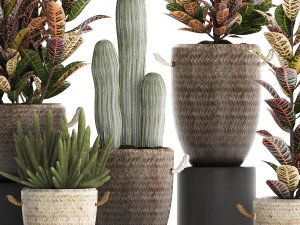 collection of exotic plants croton 430 3D Model