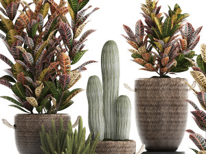 collection of exotic plants croton 430 Modelo 3D