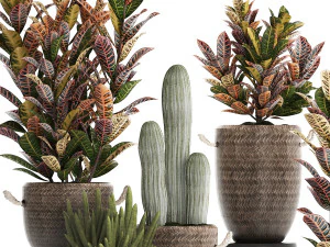 collection of exotic plants croton 430 3D Model