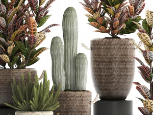 collection of exotic plants croton 430 3D Model