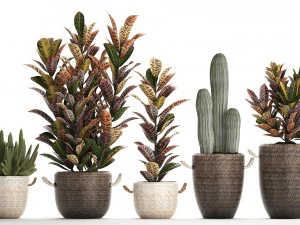 collection of exotic plants croton 430 3D Model
