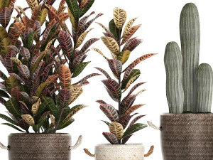 collection of exotic plants croton 430 3D Model