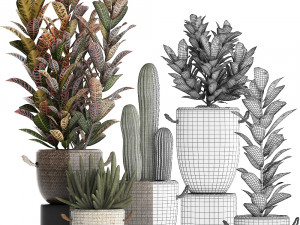 collection of exotic plants croton 430 Modelo 3D