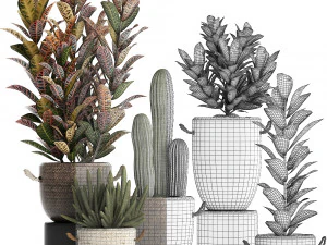 collection of exotic plants croton 430 3D Model