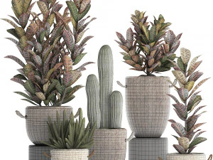 collection of exotic plants croton 430 3D Model