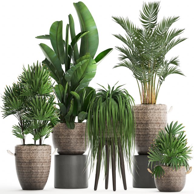 collection of exotic plants croton 431 Modèle 3D .c4d .max .obj .3ds .fbx .stl .blend 