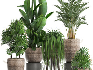 collection of exotic plants croton 431 3D Model