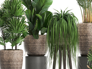 collection of exotic plants croton 431 Modèle 3D