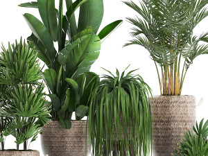 collection of exotic plants croton 431 Modèle 3D