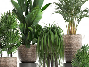 collection of exotic plants croton 431 Modèle 3D