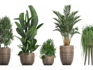 collection of exotic plants croton 431 Modèle 3D