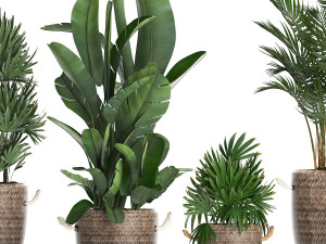 collection of exotic plants croton 431 Modèle 3D