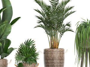 collection of exotic plants croton 431 Modèle 3D