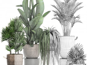 collection of exotic plants croton 431 Modèle 3D